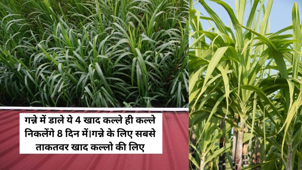 गन्ने में डाले ये 4 खाद कल्ले ही कल्ले निकलेंगे 8 दिन में