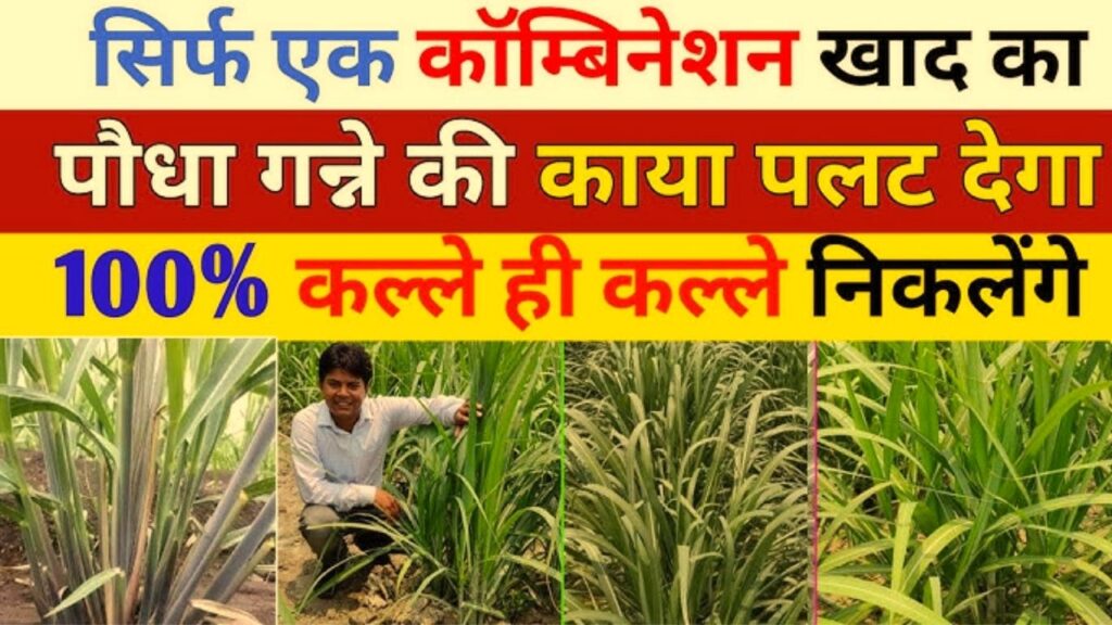 2026 में पौधा गन्ने में ये खाद डाले